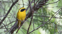 Geothlypis flavovelata