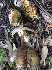 Mycenastrum corium
