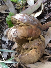 Mycenastrum corium