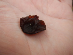 Exidia recisa image