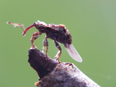 Neopsilorhinus collaris