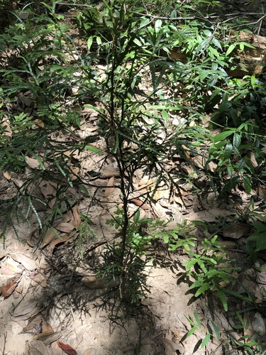 Calocedrus rupestris