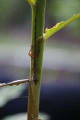 Anolis cryptolimifrons