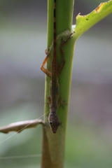 Anolis cryptolimifrons