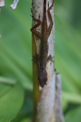 Anolis cryptolimifrons