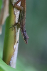 Anolis cryptolimifrons