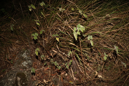Image of Coleus graveolens by (c) Greg Tasney, some rights reserved (CC BY-SA)