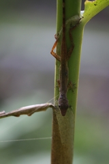 Anolis cryptolimifrons