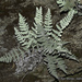 Newberry's Lip Fern - Photo (c) 2011 Keir Morse, some rights reserved (CC BY-NC-SA)