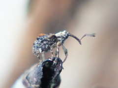 Neopsilorhinus collaris