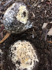 Mycenastrum corium