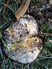 Mycenastrum corium