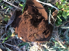 Mycenastrum corium
