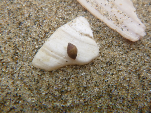 Pleuroloba costellaris