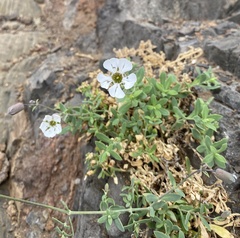 Silene uniflora image