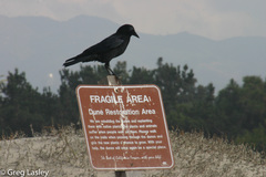 Corvus brachyrhynchos