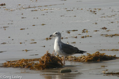 Larus occidentalis