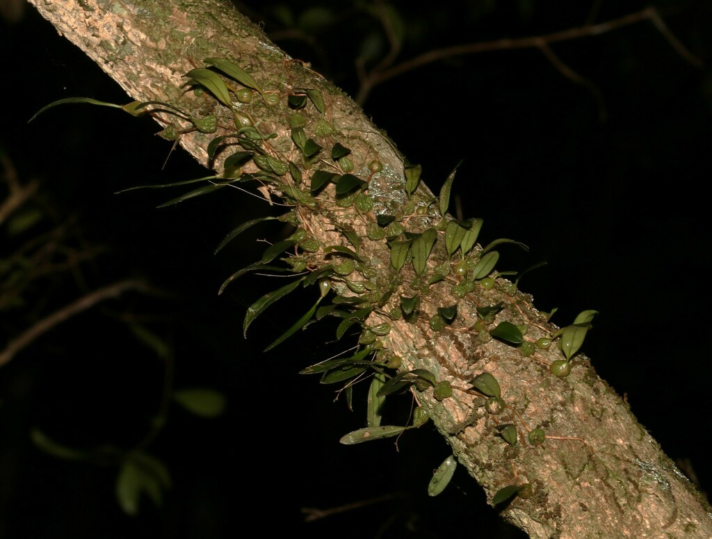 Bulbophyllum exiguum
