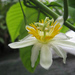 Passiflora putumayensis - Photo (c) J.R. Kuethe, some rights reserved (CC BY-NC), uploaded by J.R. Kuethe