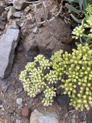 Crithmum maritimum image