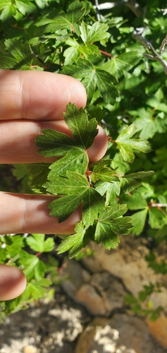 Rocky Mountain maple
