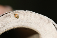 Walterianella championi