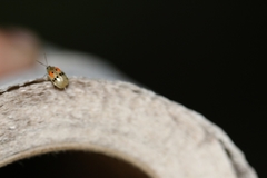 Walterianella championi