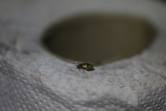 Walterianella championi