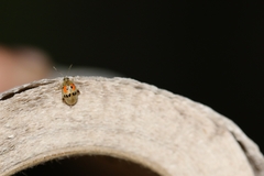 Walterianella championi