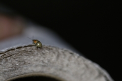 Walterianella championi