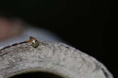 Walterianella championi