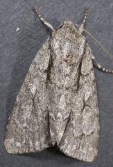 Acronicta lobeliae