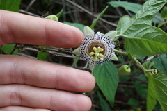 Passiflora exsudans