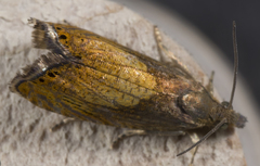 Dichrorampha bittana