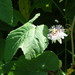 Passiflora colimensis - Photo (c) J.R. Kuethe (Yero), algunos derechos reservados (CC BY-NC), subido por J.R. Kuethe (Yero)