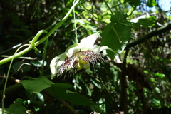 Passiflora pendens