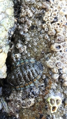 Sypharochiton sinclairi