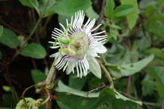 Passiflora bryonioides