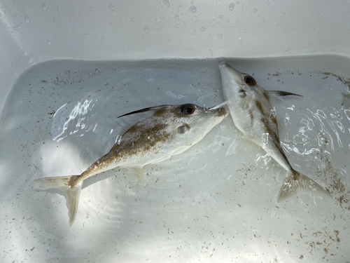 Blotched tripodfish (Pseudotriacanthus strigilifer) — Triacanthidae — 5