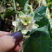 Passiflora dolichocarpa - Photo (c) J.R. Kuethe, some rights reserved (CC BY-NC), uploaded by J.R. Kuethe