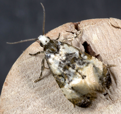 Phalonidia memoranda