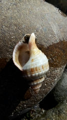 Austrofusus glans