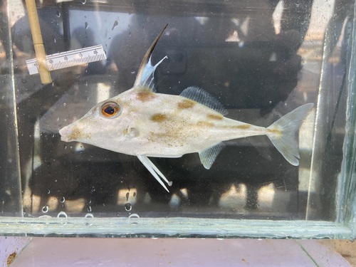 Blotched tripodfish (Pseudotriacanthus strigilifer) — Triacanthidae — 4