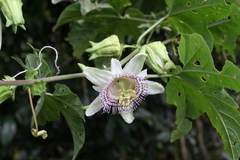Passiflora adenopoda