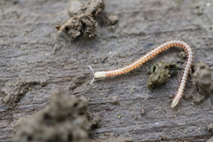 Blaniulidae