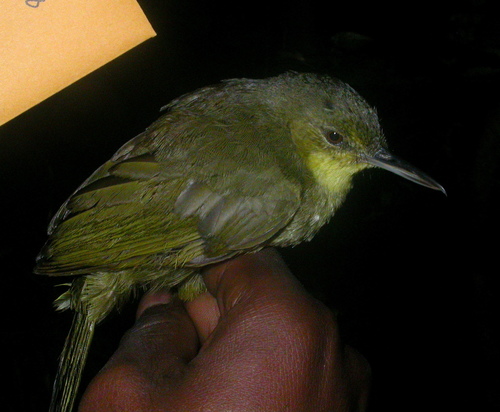 Long-billed Bernieria (Bernieria madagascariensis), photo 6