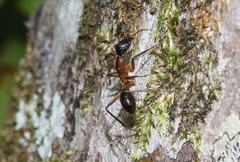 Camponotus confusus