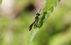 Evanioidea