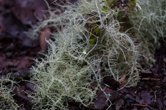 Usnea intermedia
