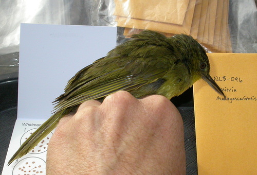 Long-billed Bernieria (Bernieria madagascariensis), photo 7